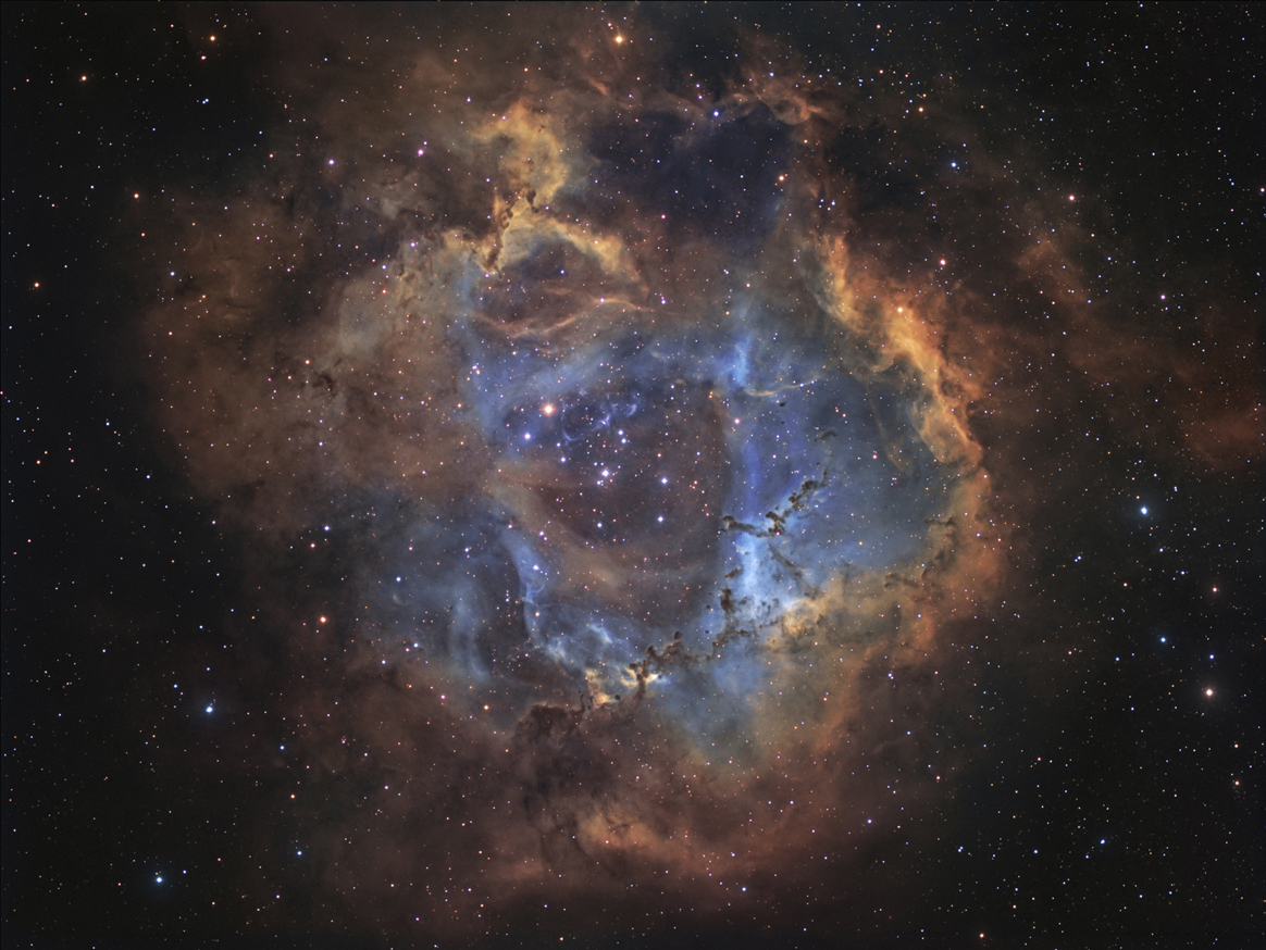 rosette sho_70.jpg
