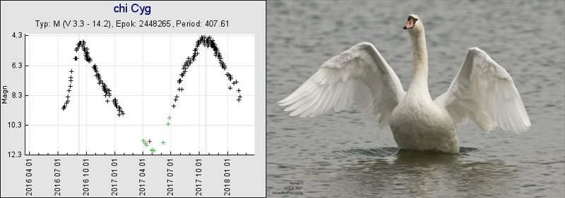 cygnus_swan.jpg